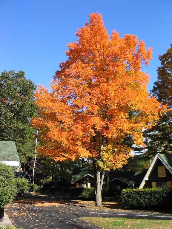 Amber Lantern Motel Lake George Oda fotoğraf